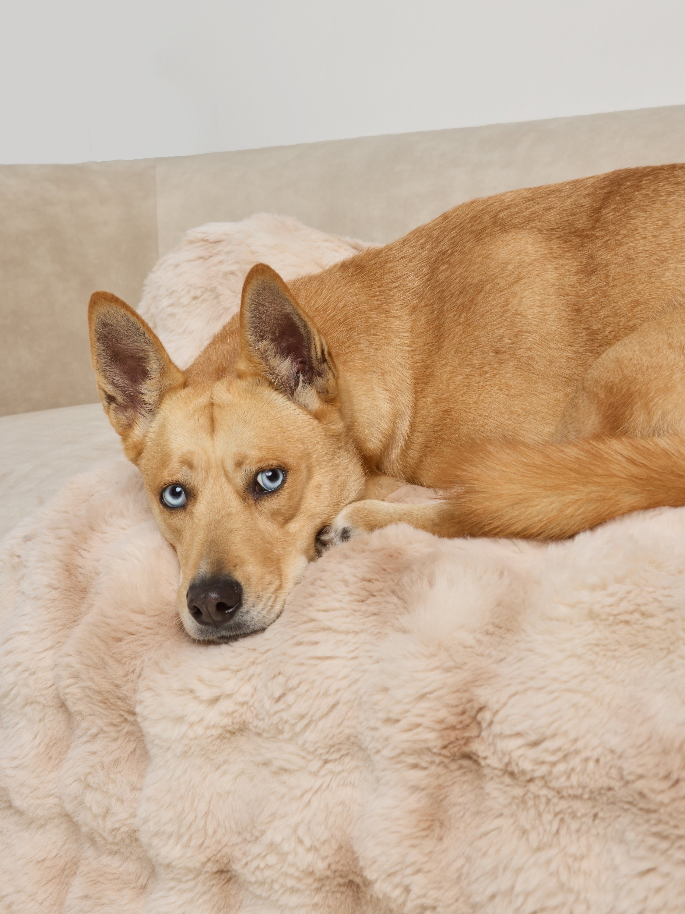 NuvoraPets® Dream Cloud Dierendeken