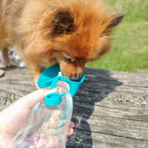 Waterfles Hond - Drinkfles